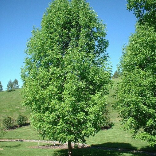 Amerikaanse witte es (Fraxinus americana ‘Skyline’)